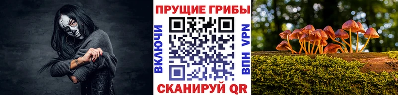 omg ONION  Петровск  Псилоцибиновые грибы мицелий 